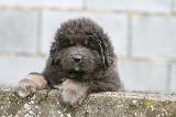 DOGUE DU TIBET 779